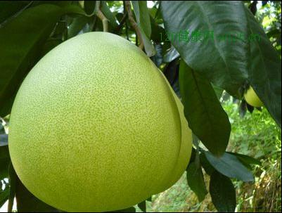 柚子的成熟季节介绍 柚子在什么季节成熟
