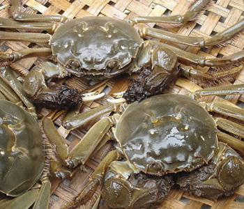 河蟹如何保存 河蟹死了可以吃吗?