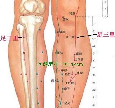 足三里的准确位置图