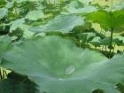 荷叶图片18