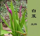 白芨图片6