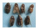 虻虫图片9