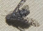 虻虫图片1