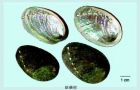 石决明图片4