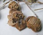 磨盘草图片17