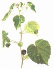 磨盘草图片11