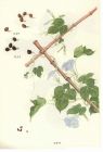牵牛子13