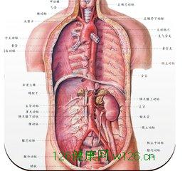 人体解剖图五脏六腑高清图片