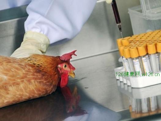 H7N9禽流感抗体研制也已启动 h7n9疫苗研制成功