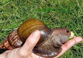 专家称勿盲目食用 非洲大蜗牛能吃吗