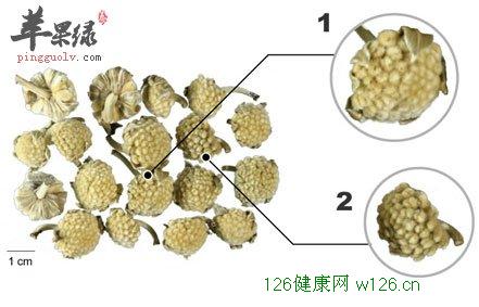 伪品结香花